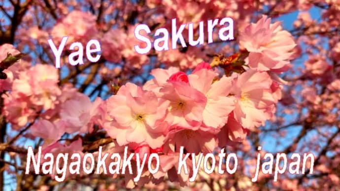 オススメ!八重桜、山桜、ソメイヨシノ、菜の花、ユキヤナギが同時に見れる長岡京市三角公園付近
