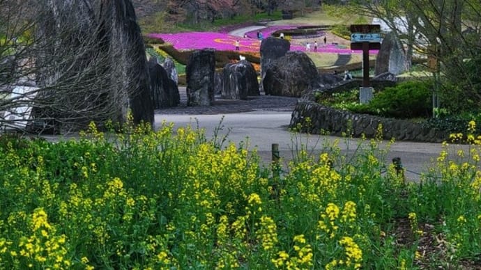 少し早かった菜の花畑
