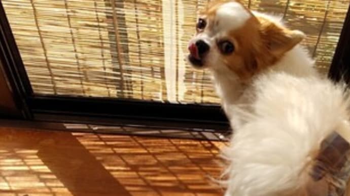 彼女は忙しすぎ