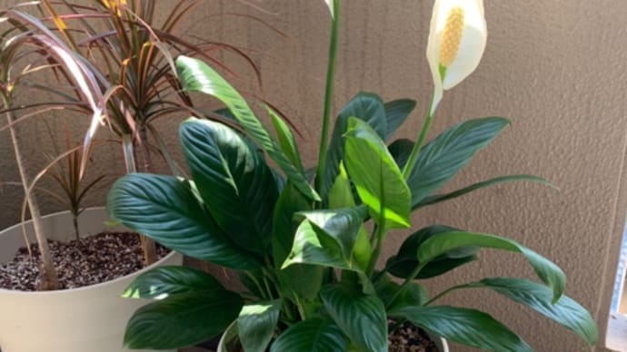 ダイソーからの観葉植物