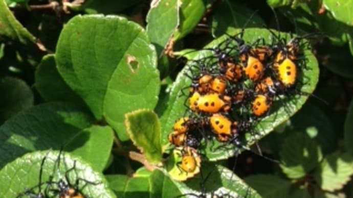 小さな生き物の密集を見て、何故人は吐き気やおぞましさを覚えるんだろうね?