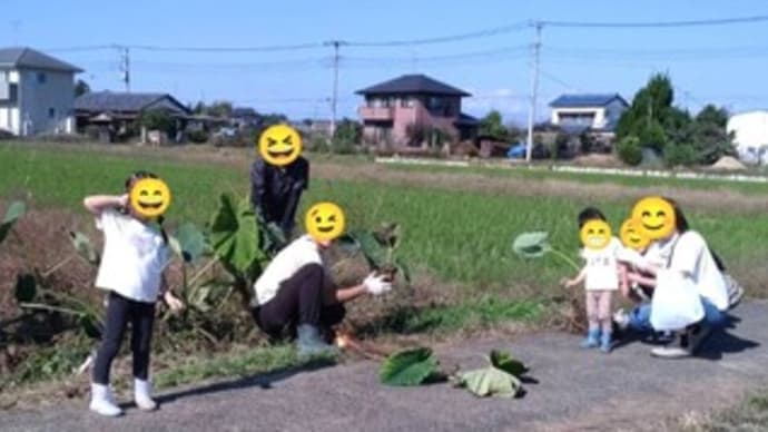 収穫体験 さつまいも!! & イチゴのマルハナバチ