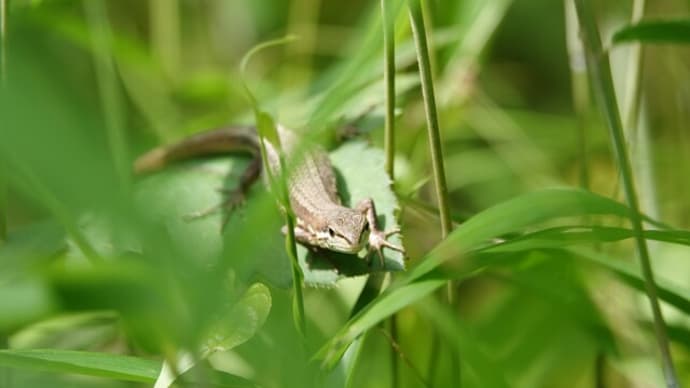 カナヘビさんとピカピカさん🦎