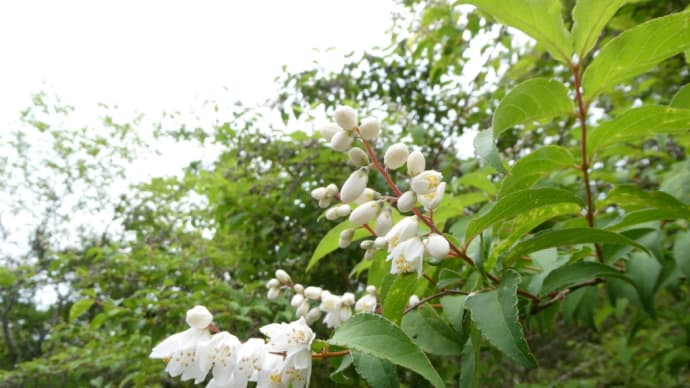 白色の初夏の花が涼やかです。