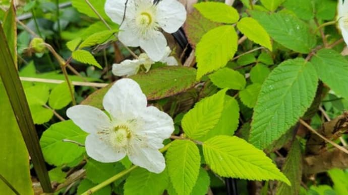 色んな花が咲いて・・・・