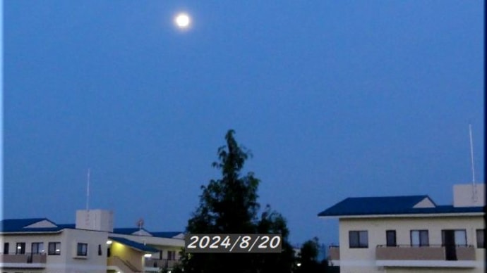 昨夜の月 & オクラの花