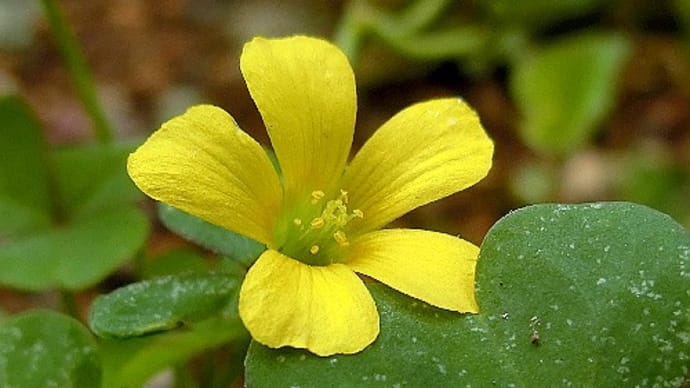 身近な野草小花10月、カタバミ、トキワハゼ、ツタバウンラン、二段咲きツユクサ、他
