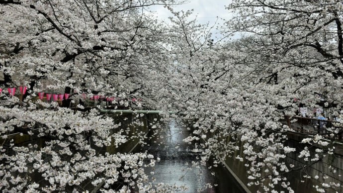さくら狩り　東京都目黒区　目黒川桜まつり・めぐろ緑道（2）目の前桜だらけ　目黒川が見えないっす