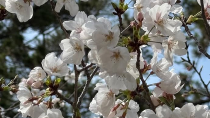 2025年3月　桜