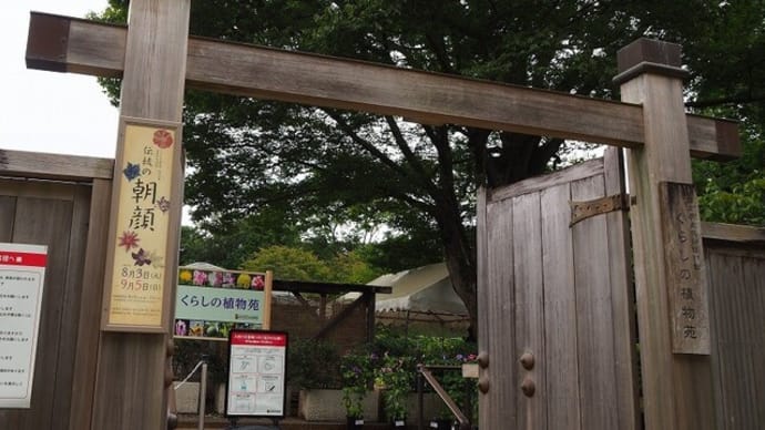 にしさんの花日記 朝顔 国立歴史民俗博物館付属 くらしの植物苑