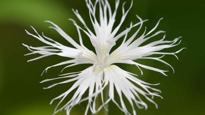 鉢植えの高山植物(2)「白馬ナデシコ」