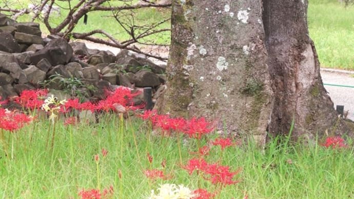 大仙公園の彼岸花