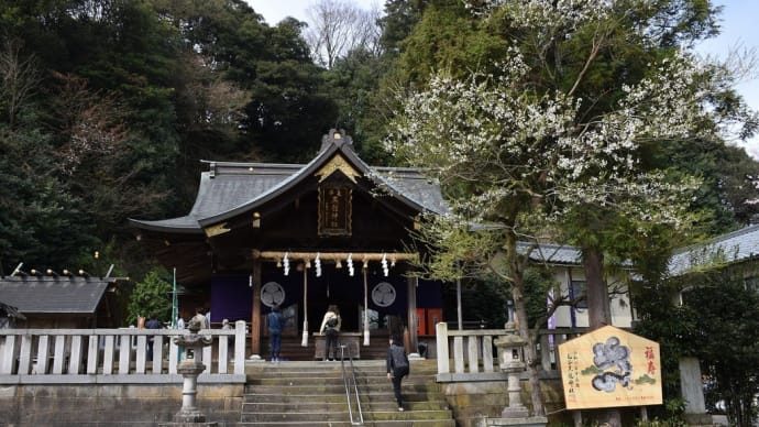 ソメイヨシノ狩り 福井県福井市毛矢町 第39回ふくい桜まつり:毛谷黒龍神社(1)くろたつさん:四大明神の1つ
