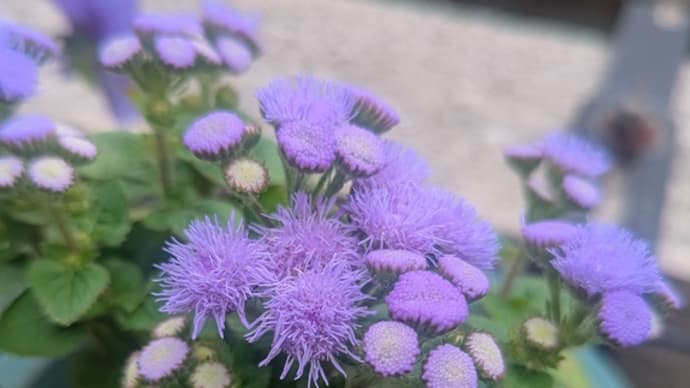 プッチーニの「菊」