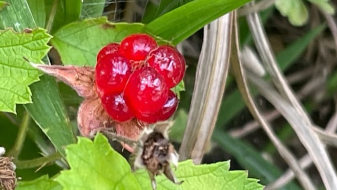 木苺