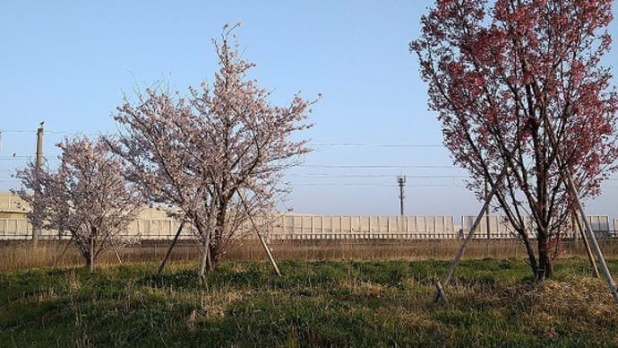 木場潟公園&鵜川の古代桜 🌸