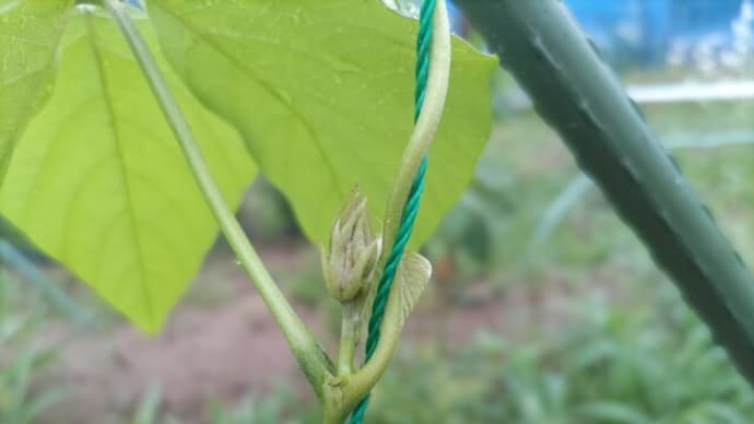 ムクナ豆(八升豆)の花芽