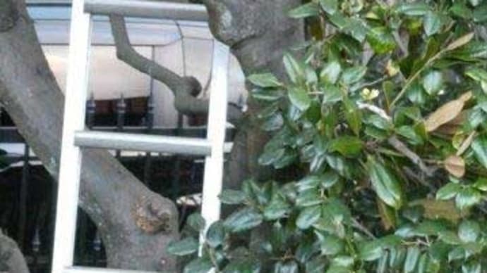 今年も植木屋さんで 締めくくります