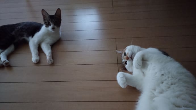 暑いですねー😰