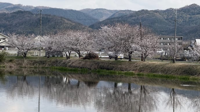 池のまわりの 桜が咲き出し ふと足を止めてみた