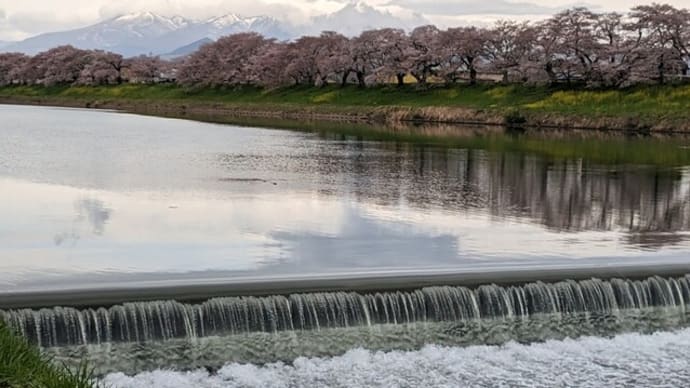白石川堤一目千本桜再訪