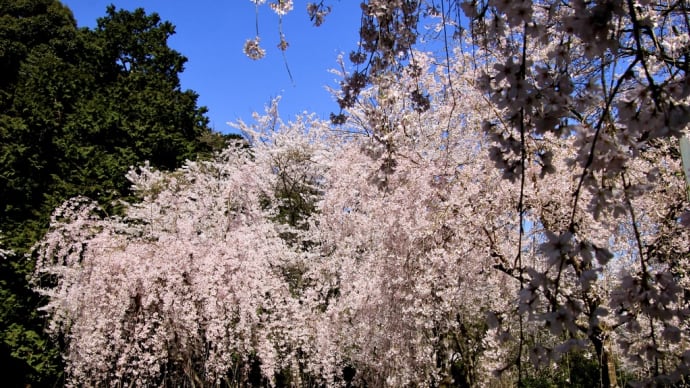 新長谷寺の枝垂れ桜