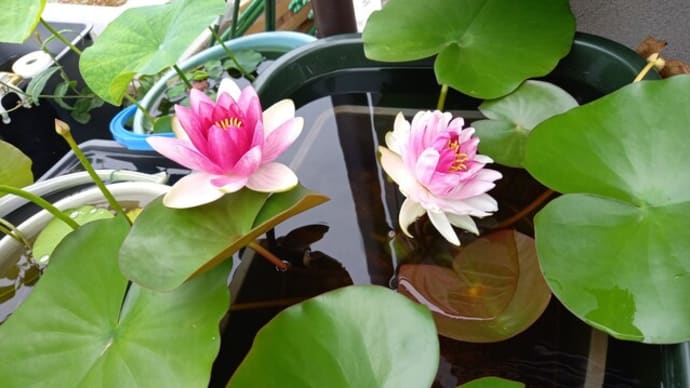 最近の、めだ活