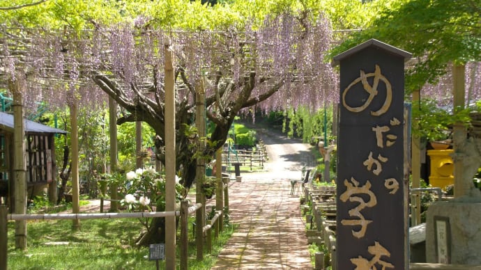 めだかの学校の藤 (鳥羽桧の山)