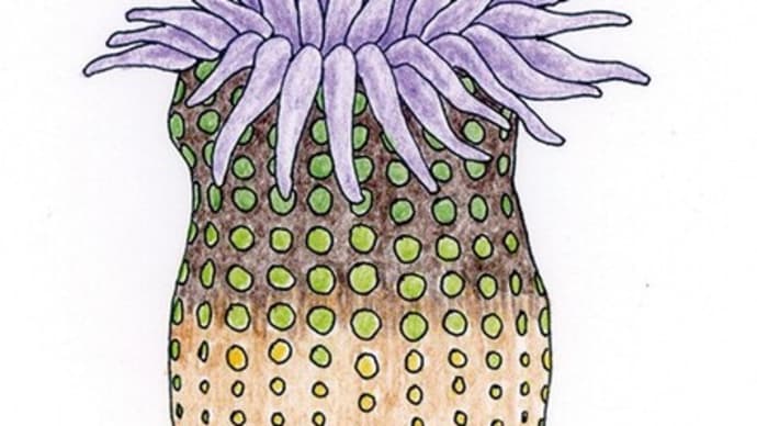 2013年07月27日習作模写等アナログイソギンチャクイラスト。さいはてりと。