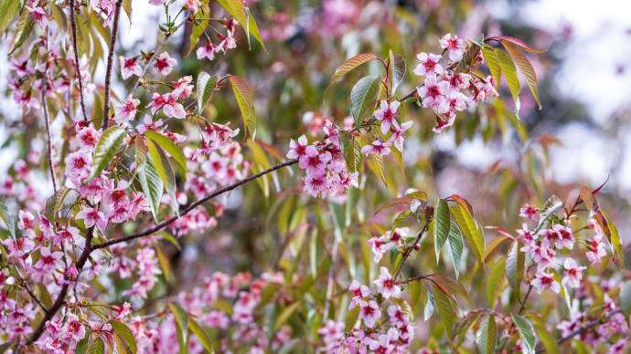 ひまらや桜