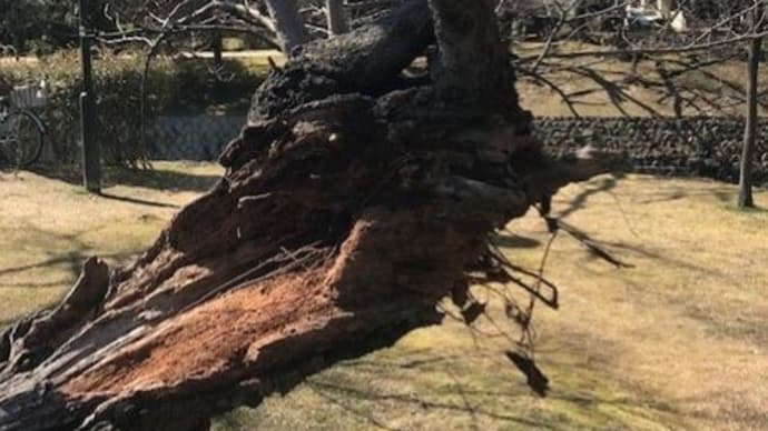 老桜の、この一カ月の移ろいゆく姿を紹介