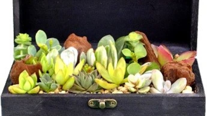 育てるのにも手間いらず、人気の多肉植物