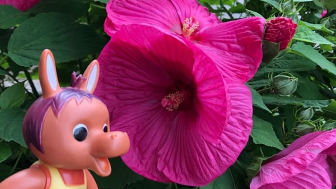 ロバくんと開花したアメリカンフヨウ