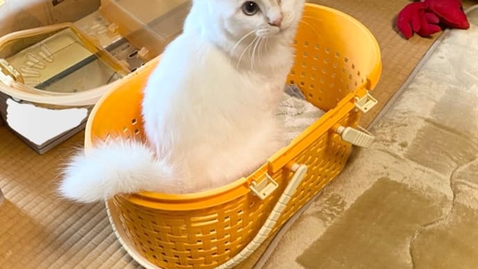 カゴに入るヒメ、カゴに入ってみたいトノ