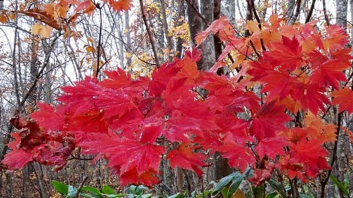 紅葉・駒ヶ岳登山道2019年10月31日