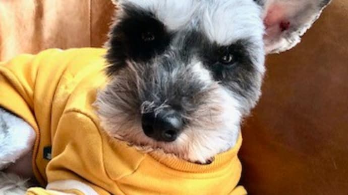 ワンちゃんには床材が大事 静岡市 清水区 ペット ワンちゃん 新築 リフォーム