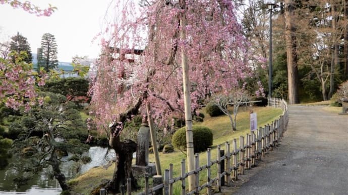 神社境内の桜 4月 ②