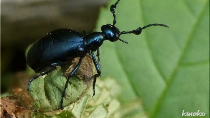 メノコツチハンミョウ、オス・メスです。