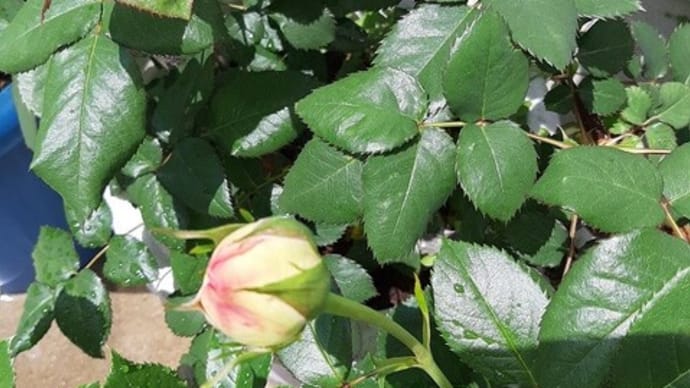 薔薇の開花&スズラン&アグロステンマ