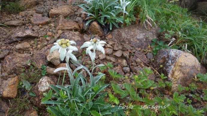 ☆早池峰山 * 咲き誇る花たち ①