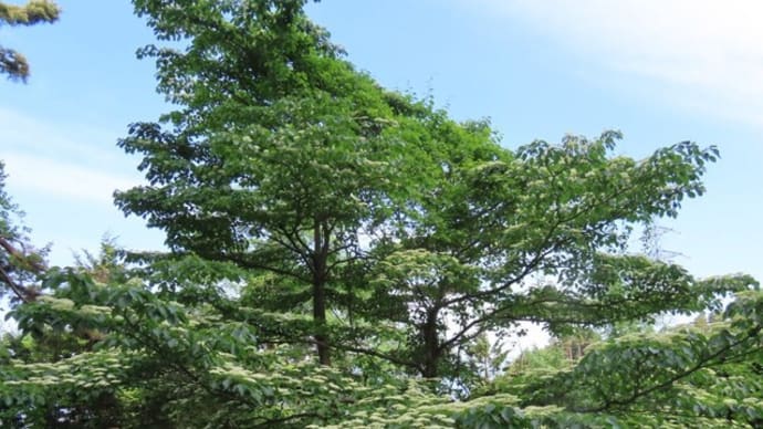 高ボッチ高原・鉢伏山の植物　ミズキ（水木）