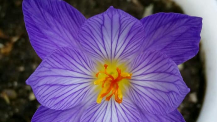 秋咲きクロッカス 花びら8枚 20191117