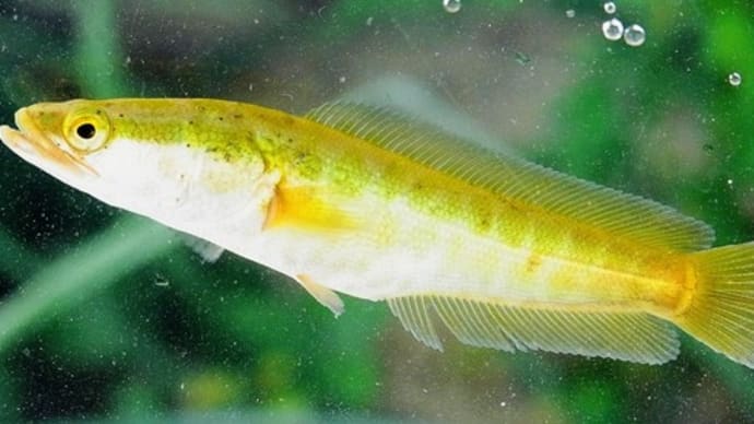 カムルチー幼魚の群れをガサる 私魚人 あいうおんちゅ 定年親父の魚三昧 タナゴ仕掛けとガサで出会った魚たち カムルチー幼魚の群れをガサる 私魚人 あいうおんちゅ 定年親父の魚三昧 タナゴ仕掛けとガサで出会った魚たち