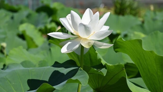 二色のハスの花