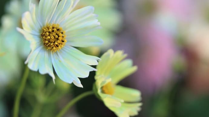 花壇のコスモスを撮る