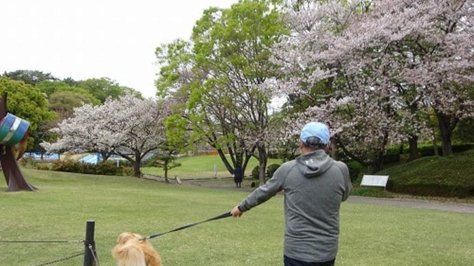 お天気はいまいちだけど大池公園で朝散歩