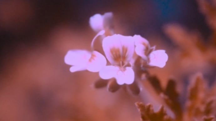 良い香りのする植物・ハーブ編その2