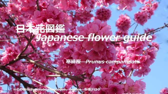ピンクのカンピ?!Pink campi? !!