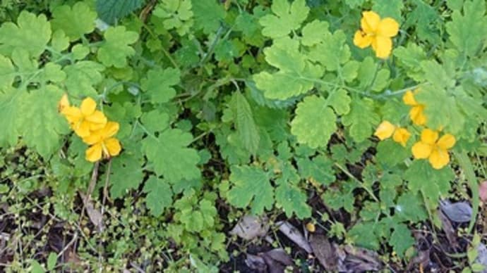 「自転車屋の生き物歳時記」植物編」!!「クサノオウ」!!