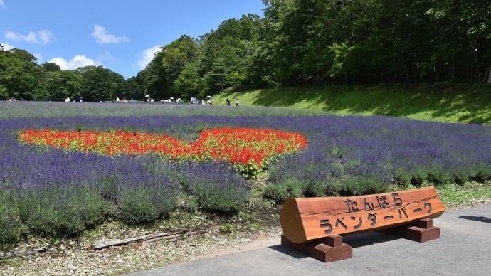 ラベンダー狩り 群馬県沼田市 たんばらラベンダーパーク(3)ハート形のサルビア
